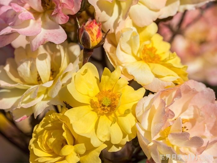 巴黎之梦月季/梦巴黎街景/巴黎街景/彩色鸡尾酒Reve de Paris(图1) 巴黎街景月季/梦巴黎街景/巴黎之梦/彩色鸡尾酒Reve de Paris(图1)