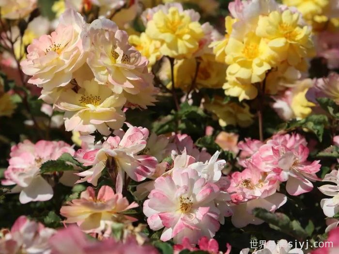 巴黎之梦月季/梦巴黎街景/巴黎街景/彩色鸡尾酒Reve de Paris(图2) 巴黎街景月季/梦巴黎街景/巴黎之梦/彩色鸡尾酒Reve de Paris(图2)