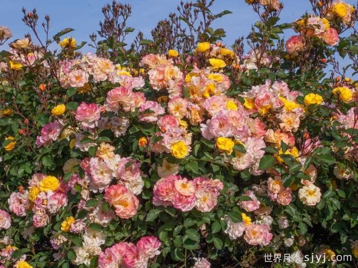 巴黎之梦月季/梦巴黎街景/巴黎街景/彩色鸡尾酒Reve de Paris(图4) 巴黎街景月季/梦巴黎街景/巴黎之梦/彩色鸡尾酒Reve de Paris(图4)