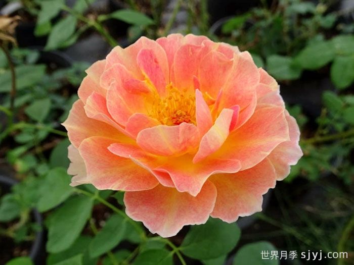 巴黎少女月季/巴黎女士月季La Parisienne(图1)