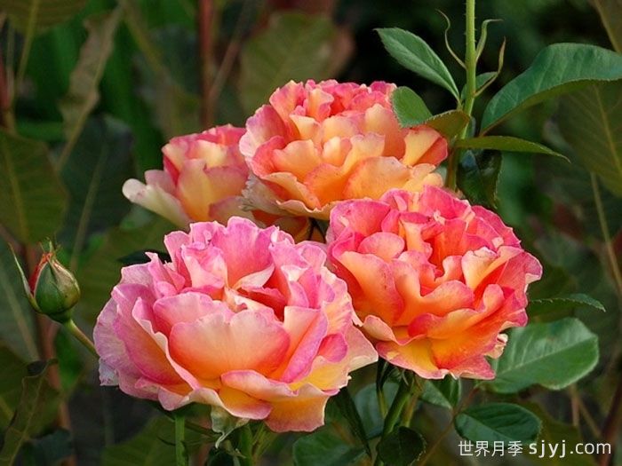 巴黎少女月季/巴黎女士月季La Parisienne(图3)