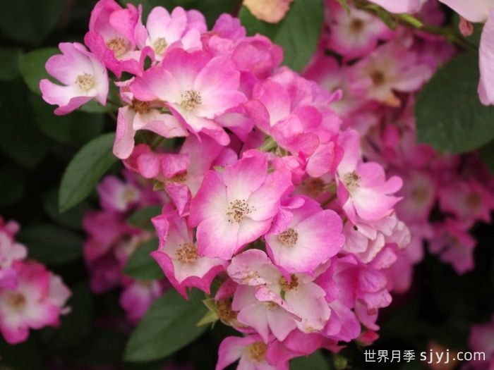 芭蕾舞女月季Ballerina(图1)