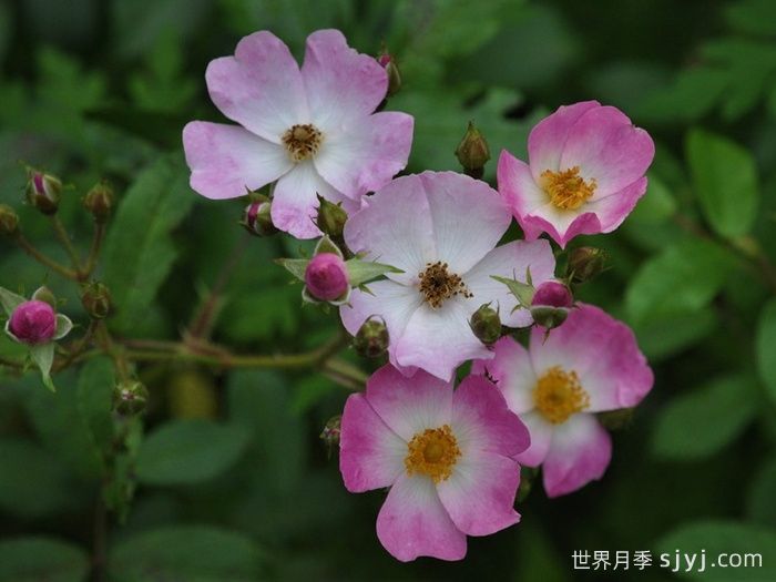 芭蕾舞女月季Ballerina(图3)