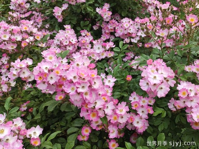 芭蕾舞女月季Ballerina(图2)