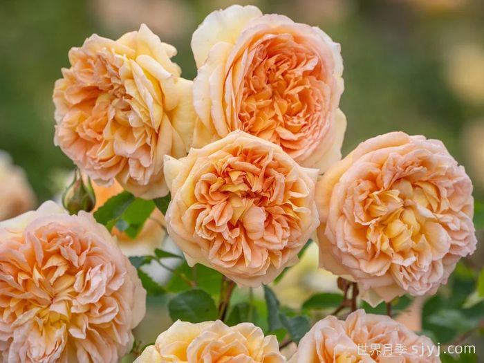 芭思希芭月季/所罗门王月季Bathsheba(图1)