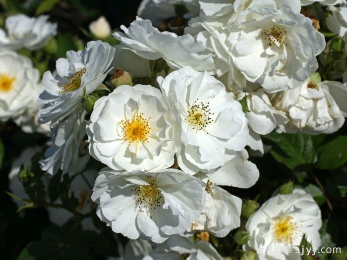 白帆之冬月季Spinnaker Amorina(图1)