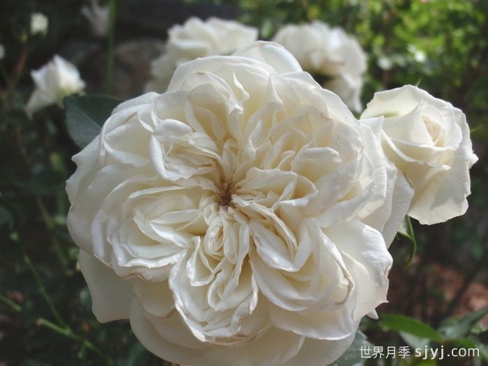 白米农月季/白色玫迪兰/白色梅兰蒂娜White Meidiland(图1)