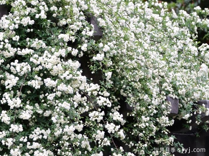 白木香蔷薇(图2)