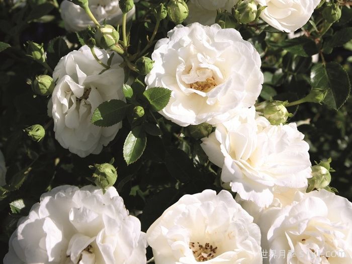 白色宝贝月季/白色樱儿White Babyflor(图2)