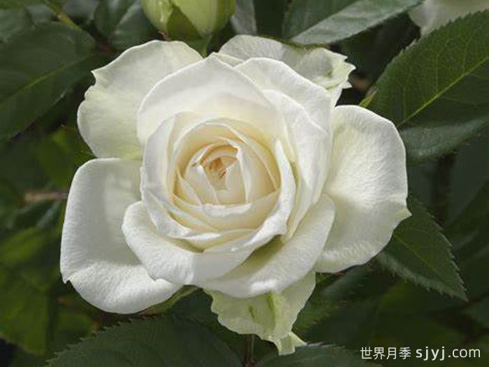 白色宝石月季White Jewel(图1)