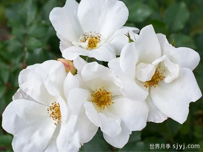 白色绝代佳人月季White Knock Out(图1)