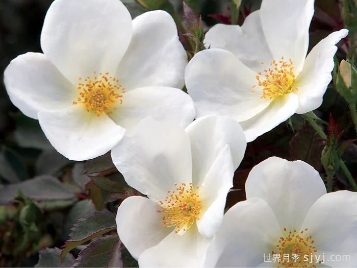 白色绝代佳人月季White Knock Out(图3)