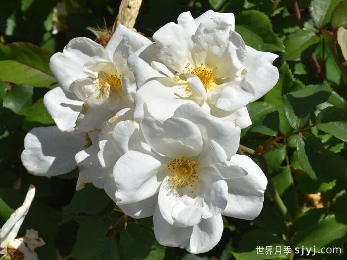 白色绝代佳人月季White Knock Out(图4)