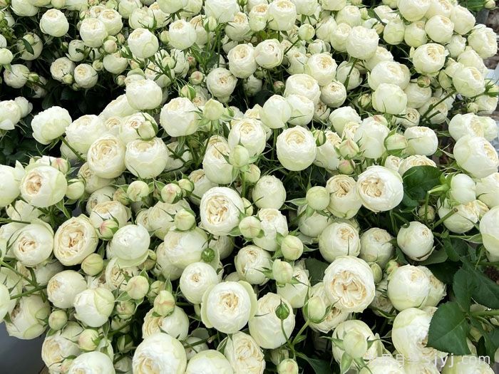 白色曼斯菲尔德庄园月季Mansfield White Park(图2)