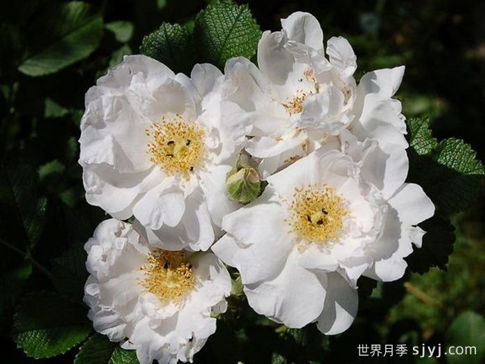 白色跑者月季White Roadrunner(图1)