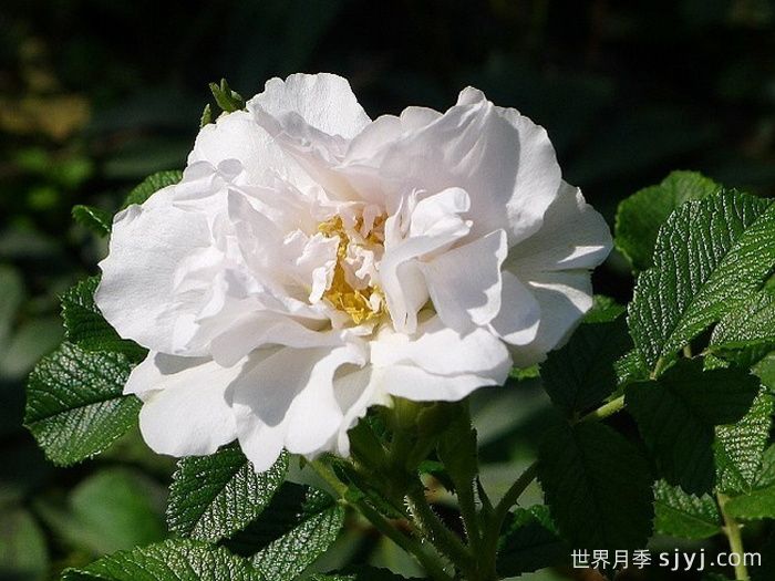 白色跑者月季White Roadrunner(图2)