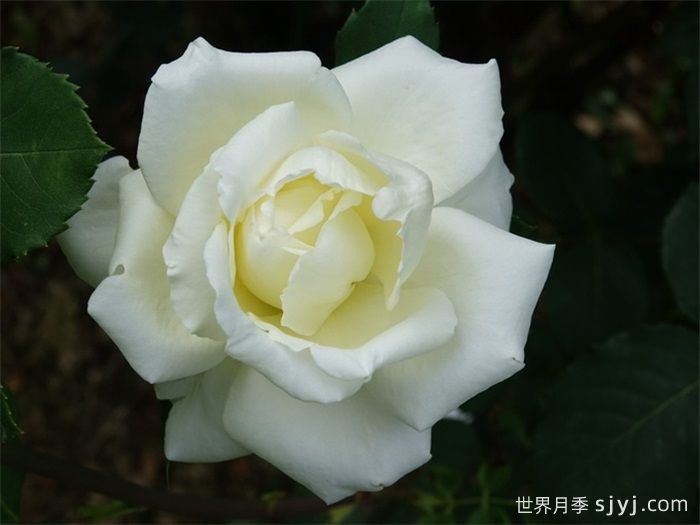 白色圣诞月季/白圣诞月季White Christmas(图1)