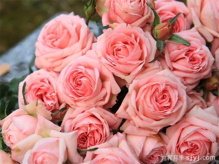 白桃妖精月季White Peach Ovation(图2)