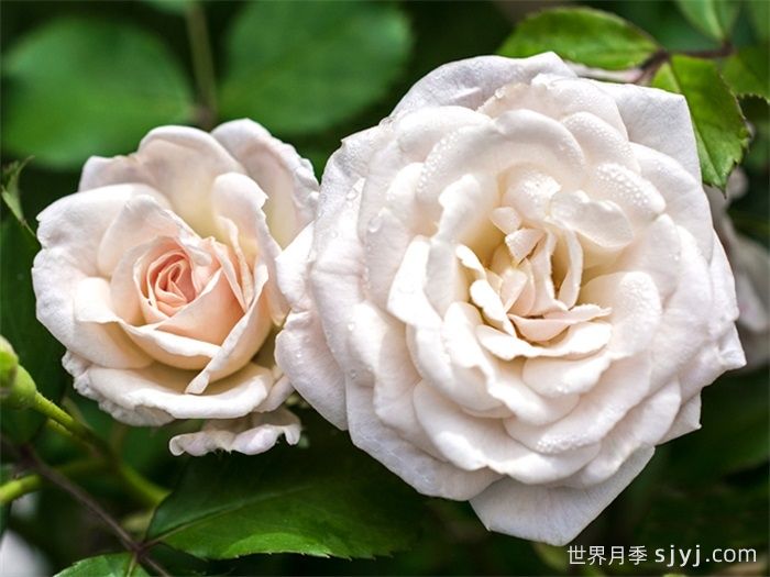白色漂流月季White Drift(图1)