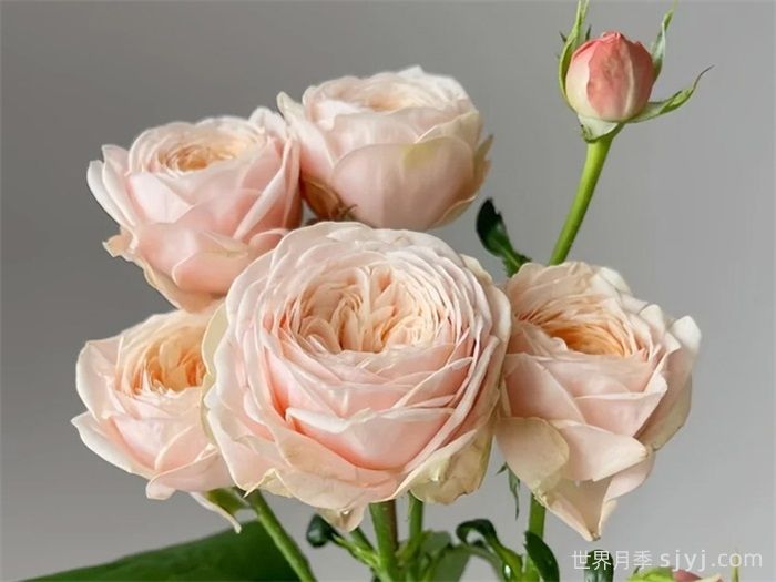 柏林少女月季New SPS(图2) 柏林少女月季New SPS(图2)