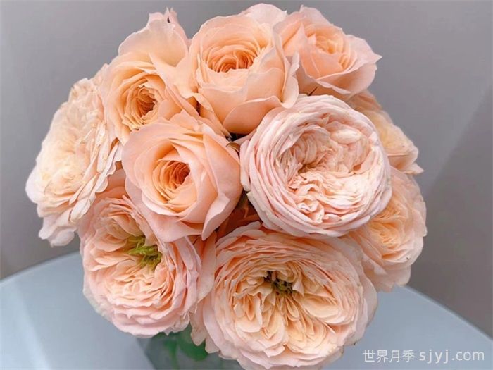 柏林少女月季New SPS(图1) 柏林少女月季New SPS(图1)