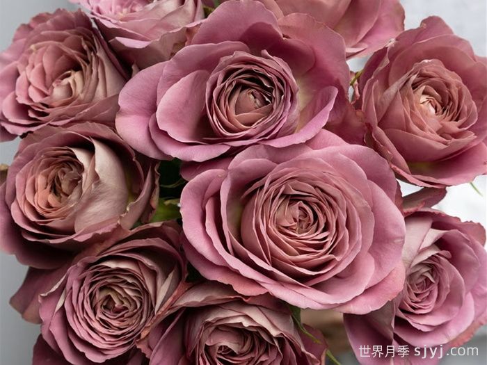 白昼黑影月季/今日之影Shadow of the day(图1)