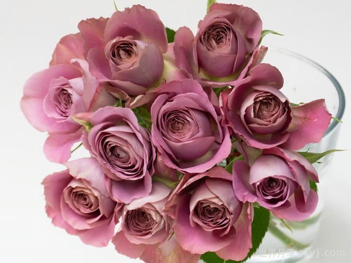 白昼黑影月季/今日之影Shadow of the day(图2)