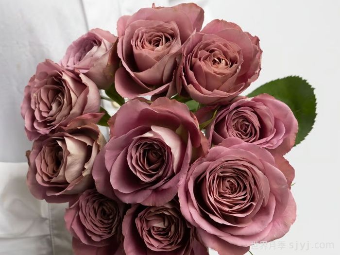 白昼黑影月季/今日之影Shadow of the day(图3)