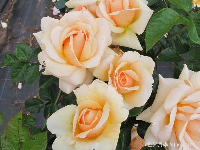 大胆与美丽月季/海蒂Bold Beautiful(图1)