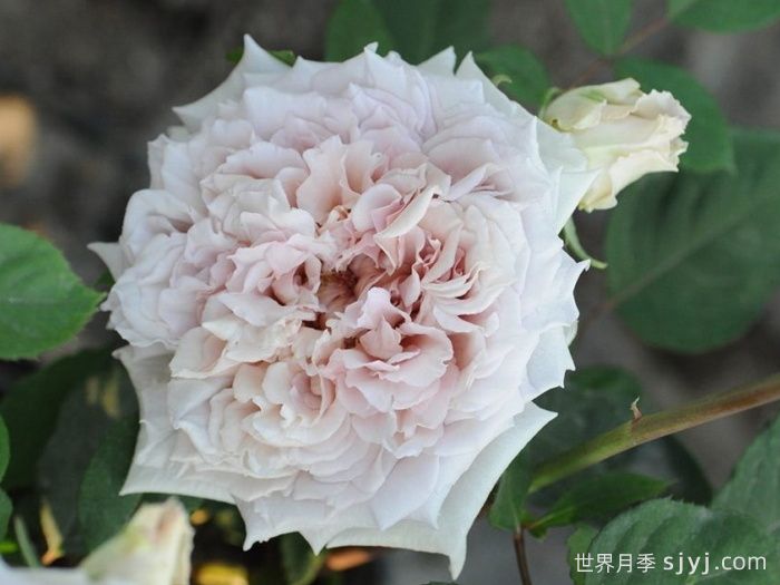 大地天使亚列尔月季/亚列尔Ariel(图3)