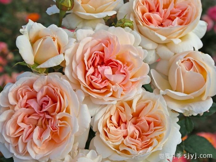 大公夫人路易斯月季/辛辣香水Grossherzogin Luise(图2)