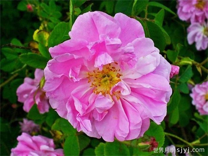 大马士革玫瑰(图1)