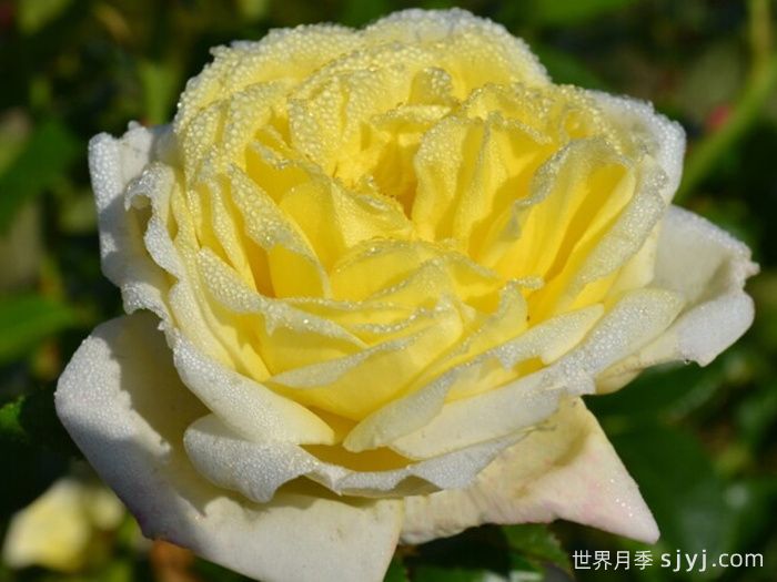 大赦国际月季/柠檬雪酪月季Amnesty International(图1)