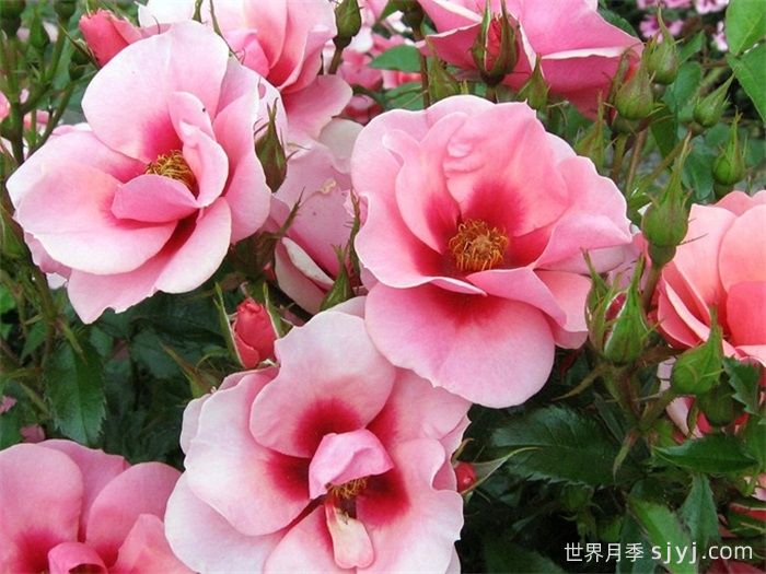 大师巴比伦眼睛月季Maestro Babylon Eyes(图1)