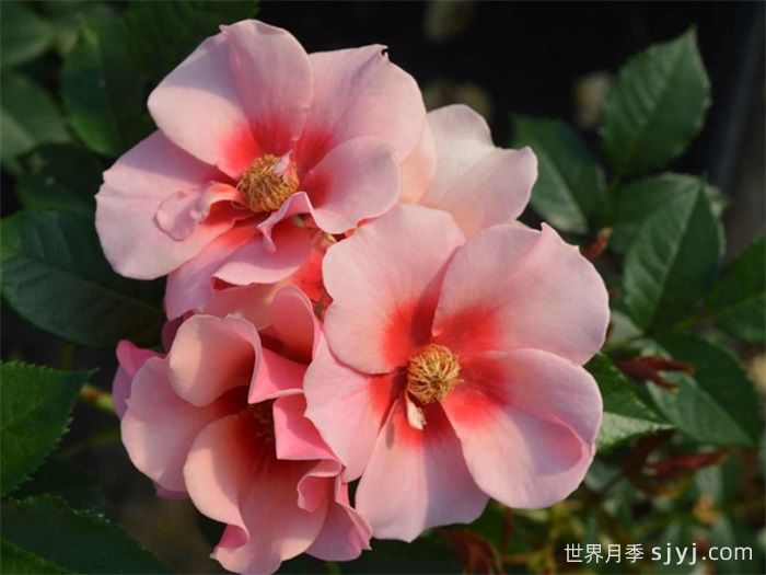 大师巴比伦眼睛月季Maestro Babylon Eyes(图2)