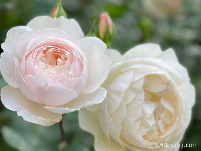 黛丝德蒙娜月季/苔丝狄蒙娜月季Desdemona(图1)