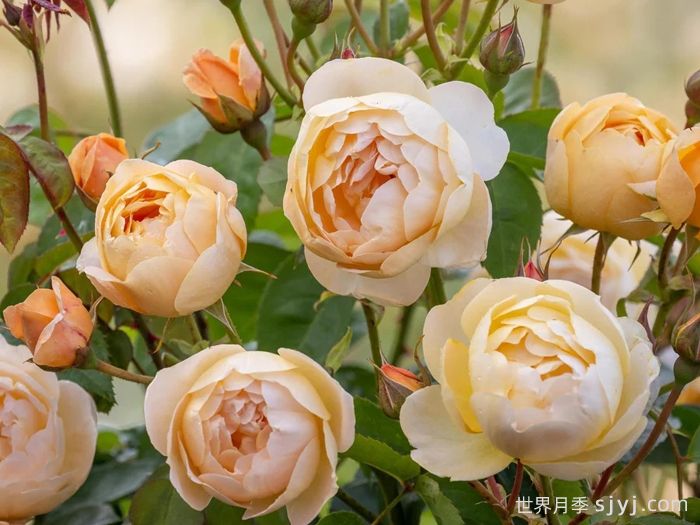 丹尼理念月季Dannahue(图2)