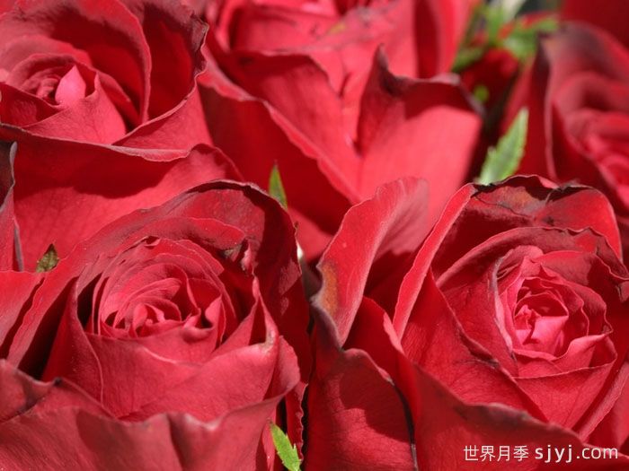 戴尔巴德夫人月季Madame Delbard(图2)