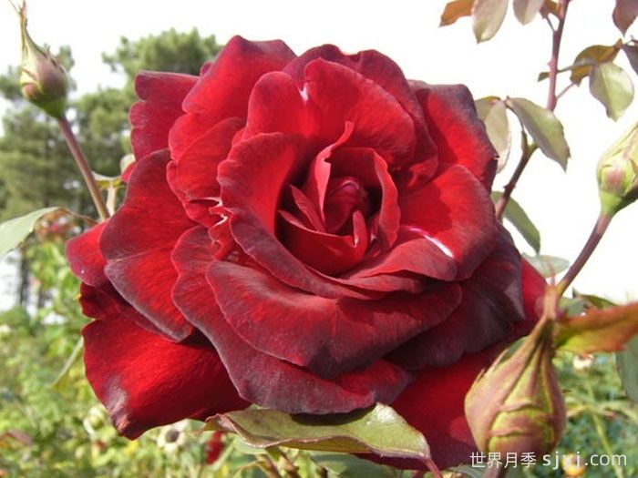 戴尔巴德夫人月季Madame Delbard(图1)