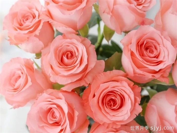 戴安娜月季/黛安娜玫瑰Noblesse(图2)