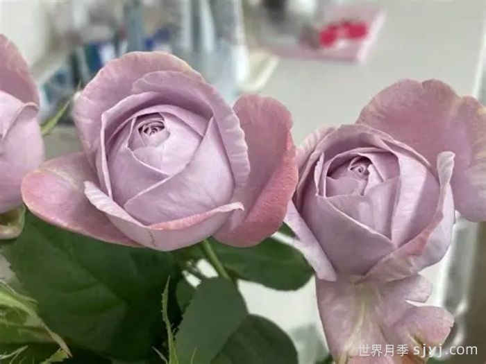 淡紫色棉花糖月季Mauve Gy Mauve(图2)