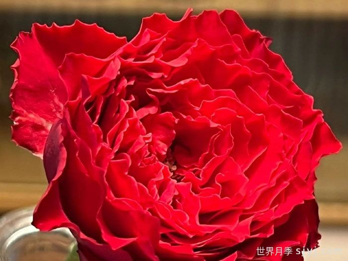 德古拉之吻月季/吸血鬼之吻Draculas Kiss(图1)