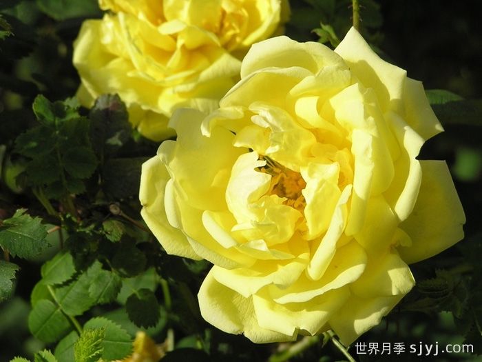 德克萨斯的黄月季/哈里森的黄色The Yellow Rose of Texas(图1)
