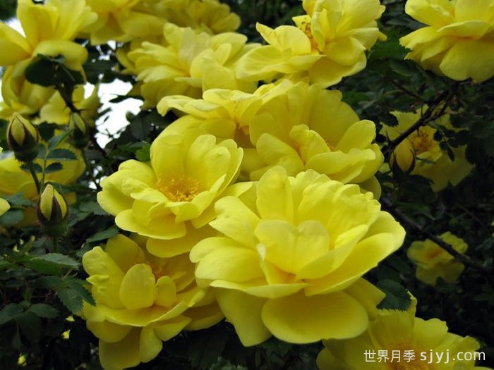 德克萨斯的黄月季/哈里森的黄色The Yellow Rose of Texas(图2)