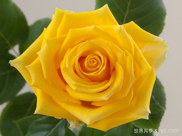 灯塔月季Light House(图1)