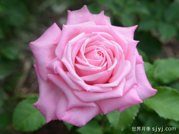 贝琳达之梦月季/贝琳达梦想Belindas Rose(图1)