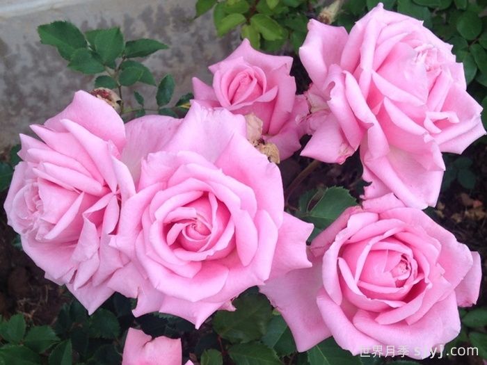 贝琳达之梦月季/贝琳达梦想Belindas Rose(图3)