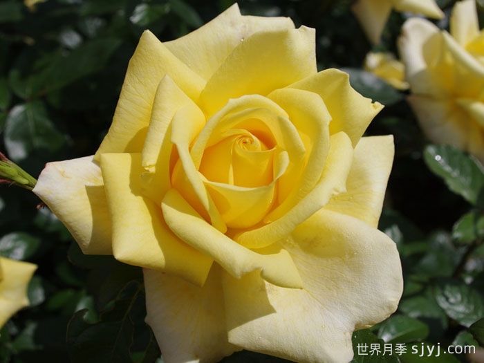 贝罗利娜月季Berolina(图1)