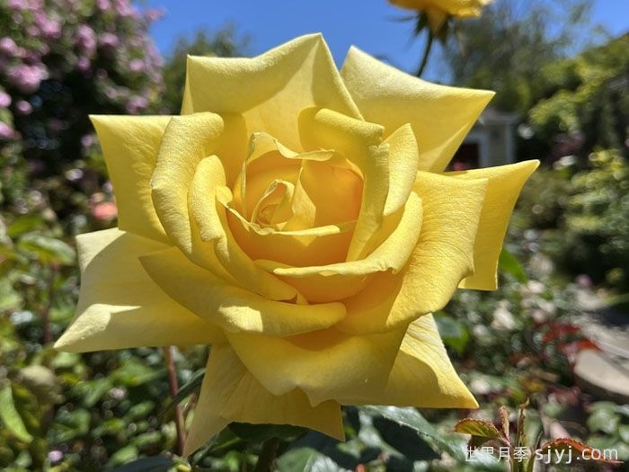 贝罗利娜月季Berolina(图2)