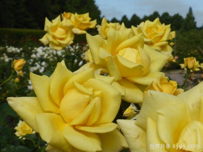 贝罗利娜月季Berolina(图3)